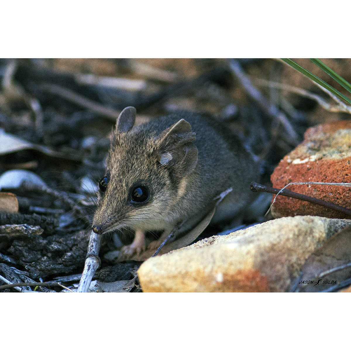 Малая узколапая сумчатая мышь (Sminthopsis murina) Фото №10