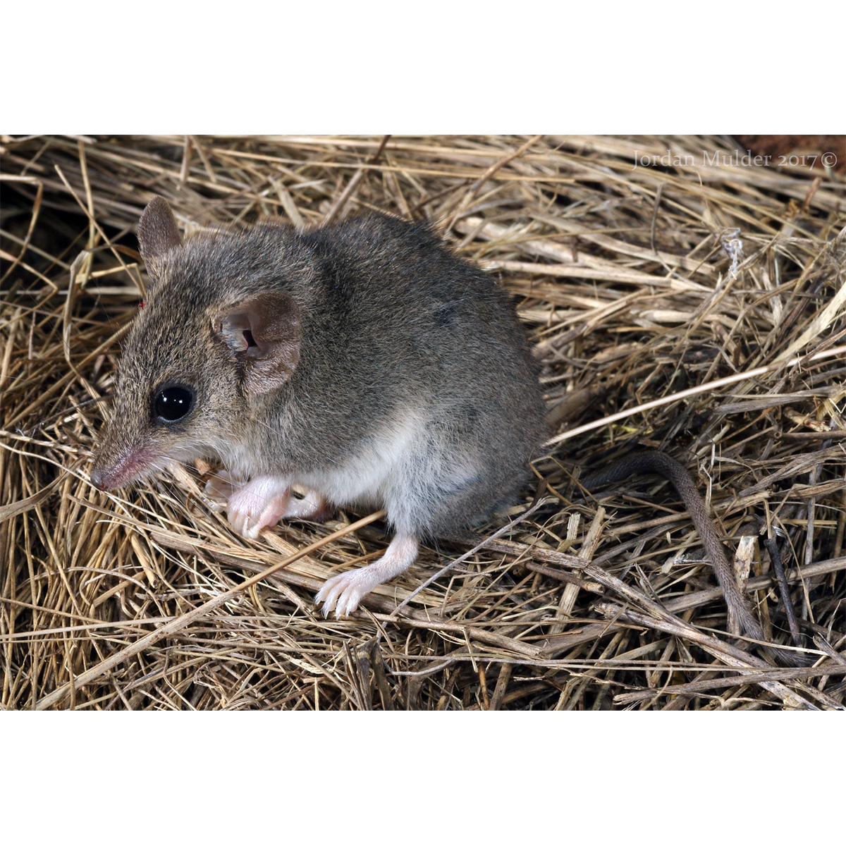 Малая узколапая сумчатая мышь (Sminthopsis murina) Фото №2