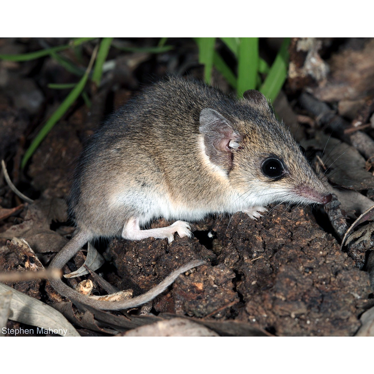 Малая узколапая сумчатая мышь (Sminthopsis murina) Фото №3