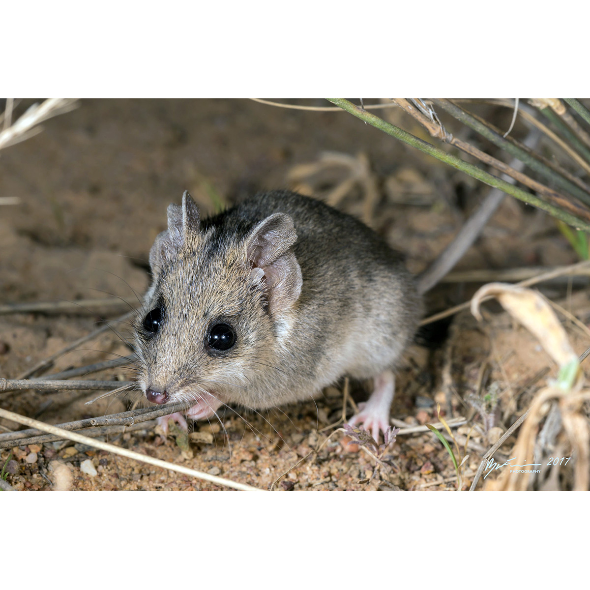 Малая узколапая сумчатая мышь (Sminthopsis murina) Фото №4