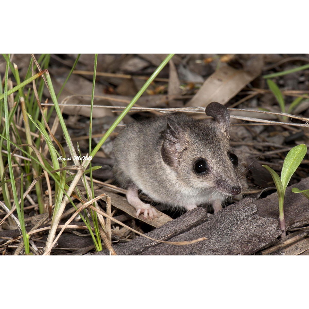 Малая узколапая сумчатая мышь (Sminthopsis murina) Фото №5