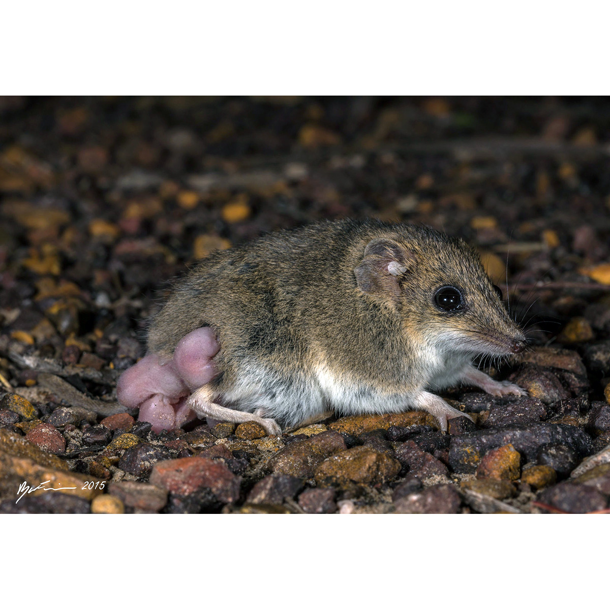 Малая узколапая сумчатая мышь (Sminthopsis murina) Фото №7