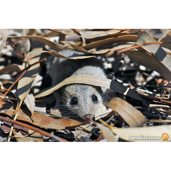 Малая узколапая сумчатая мышь (Sminthopsis murina) Фото №8
