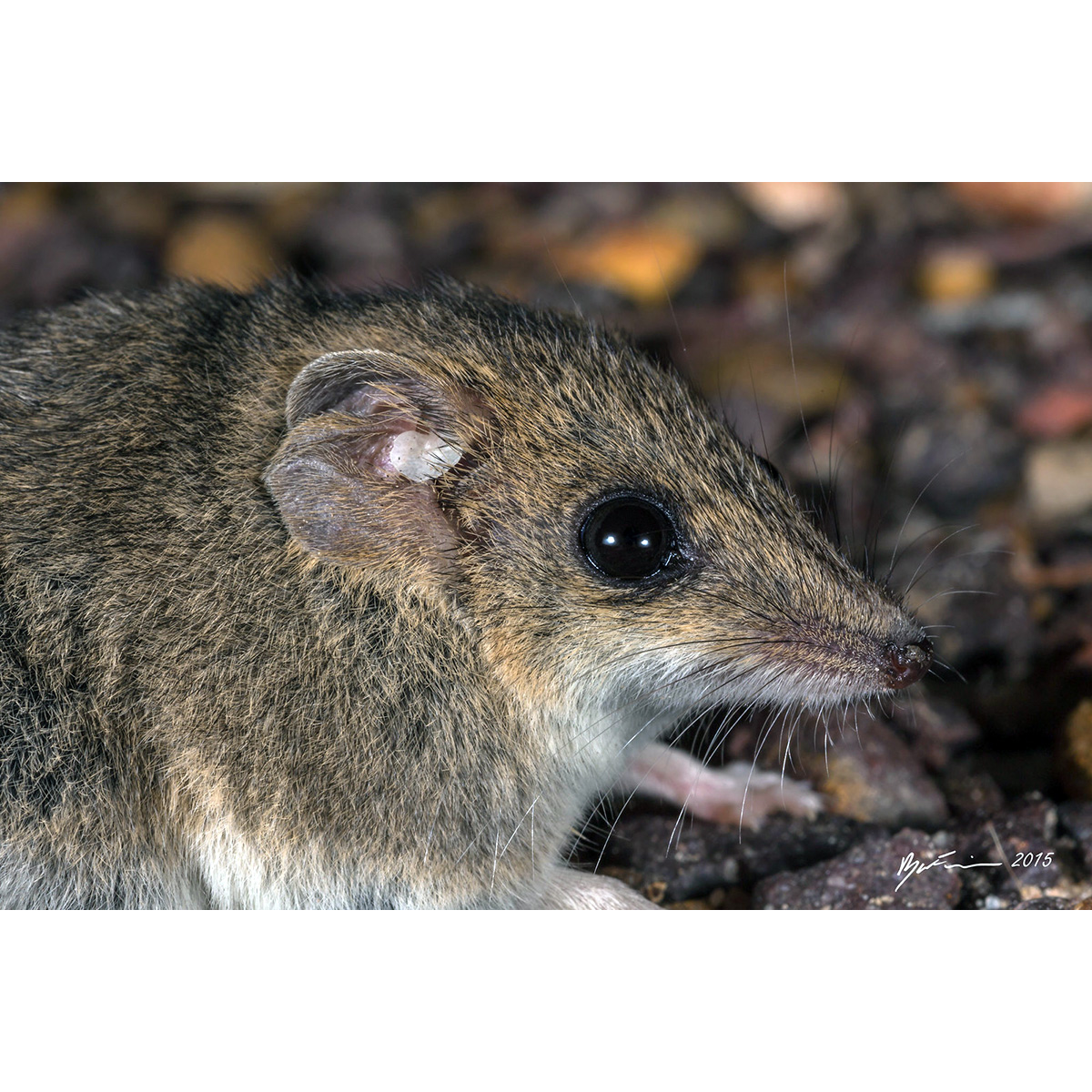 Малая узколапая сумчатая мышь (Sminthopsis murina) Фото №9
