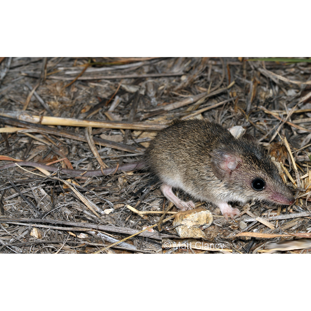 Малая узколапая сумчатая мышь (Sminthopsis murina) Фото №1