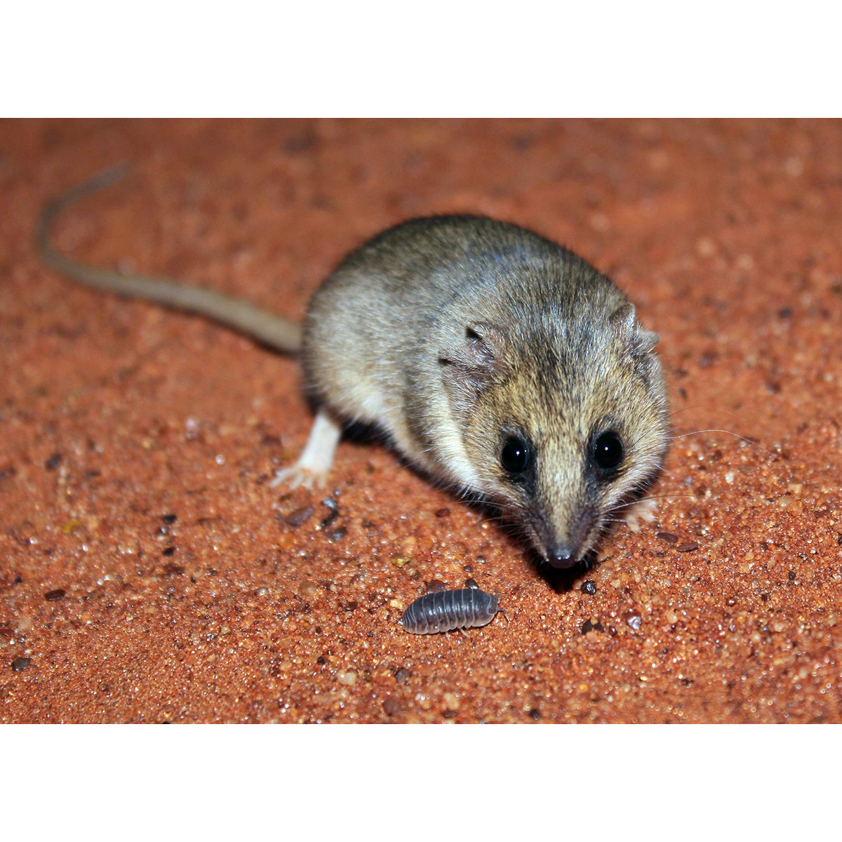 Сумчатая мышь Тротона (Sminthopsis ooldea) Фото №10