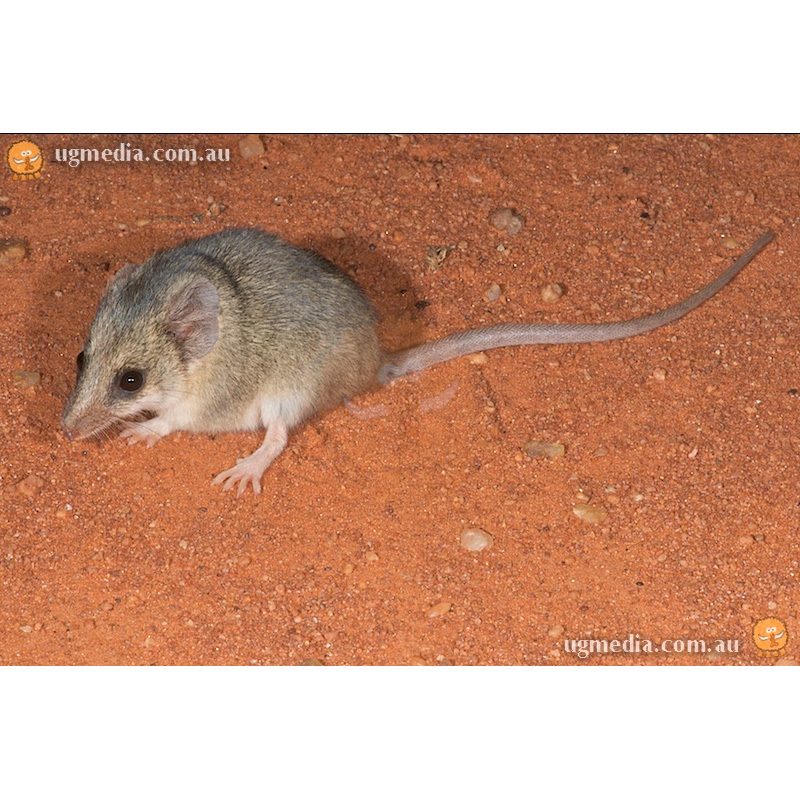 Сумчатая мышь Тротона (Sminthopsis ooldea) Фото №2
