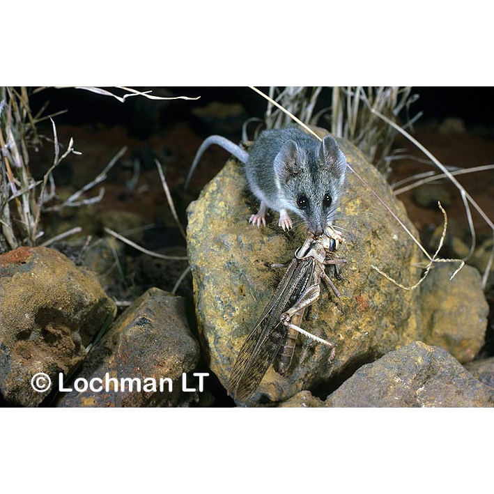 Сумчатая мышь Тротона (Sminthopsis ooldea) Фото №5