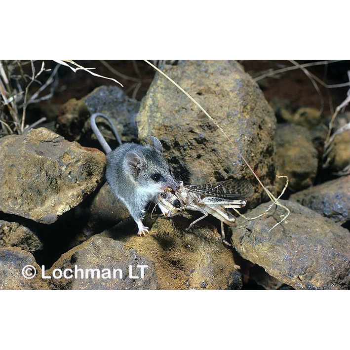 Сумчатая мышь Тротона (Sminthopsis ooldea) Фото №6