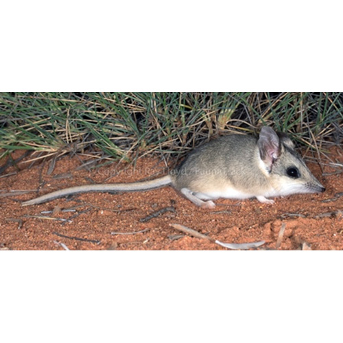 Песчаная сумчатая мышь (Sminthopsis psammophila) Фото №2