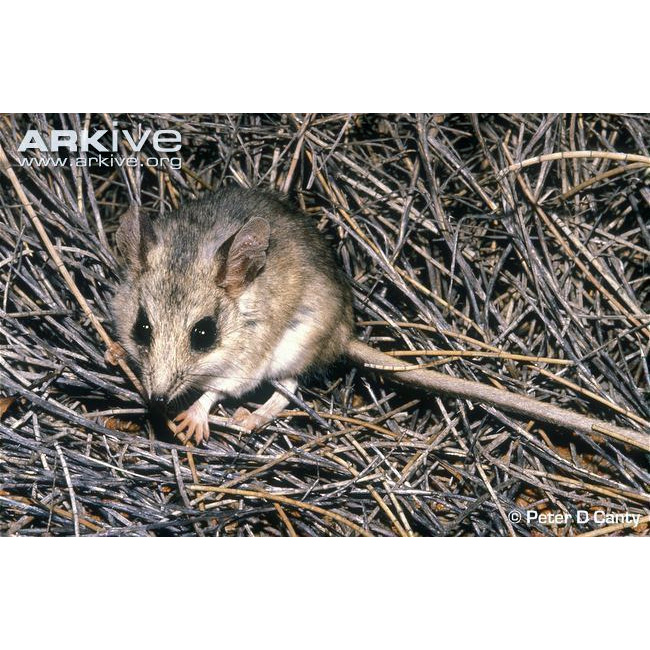 Песчаная сумчатая мышь (Sminthopsis psammophila) Фото №3