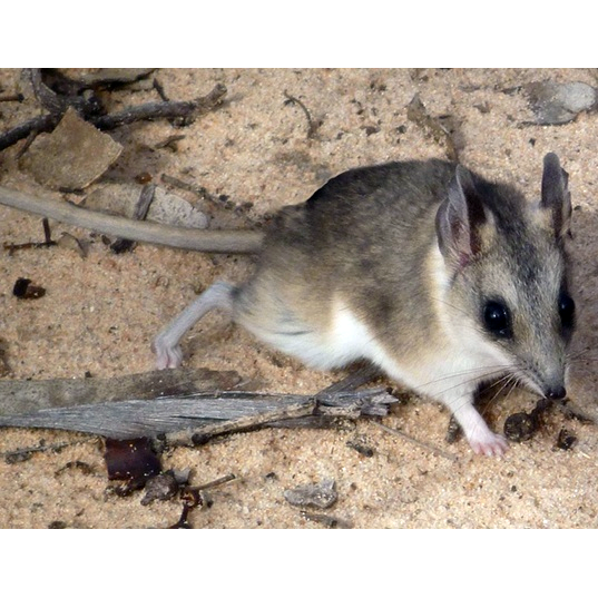 Песчаная сумчатая мышь (Sminthopsis psammophila) Фото №1