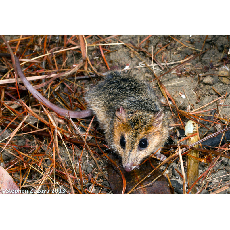 Краснощёкая сумчатая мышь (Sminthopsis virginiae) Фото №2