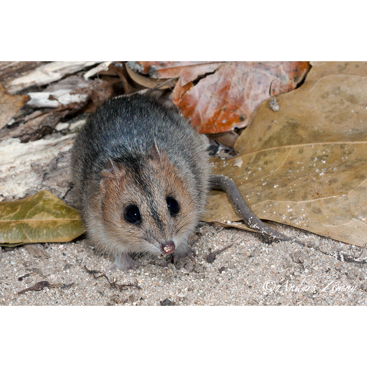 Краснощёкая сумчатая мышь (Sminthopsis virginiae) Фото №3