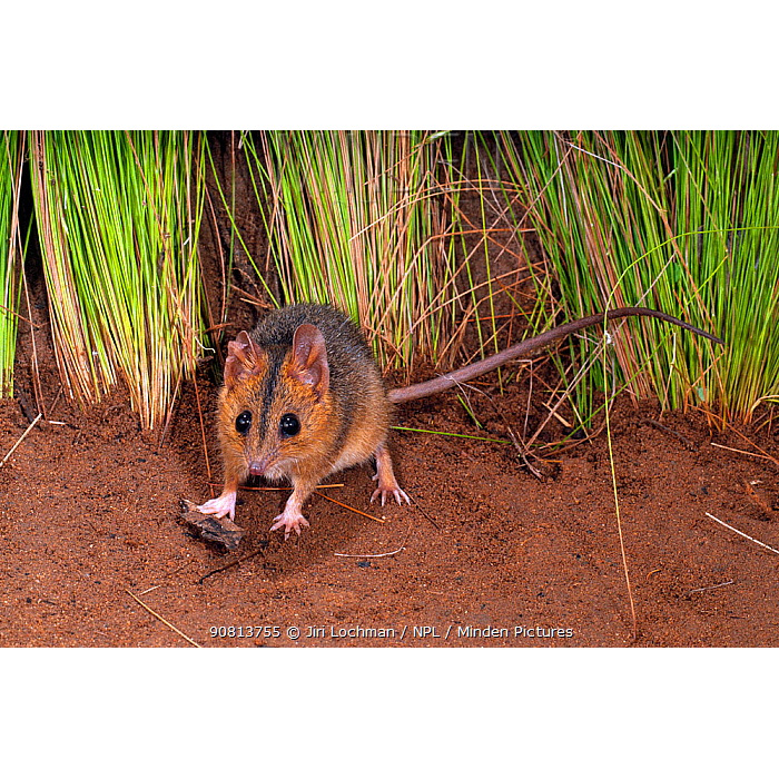 Краснощёкая сумчатая мышь (Sminthopsis virginiae) Фото №4