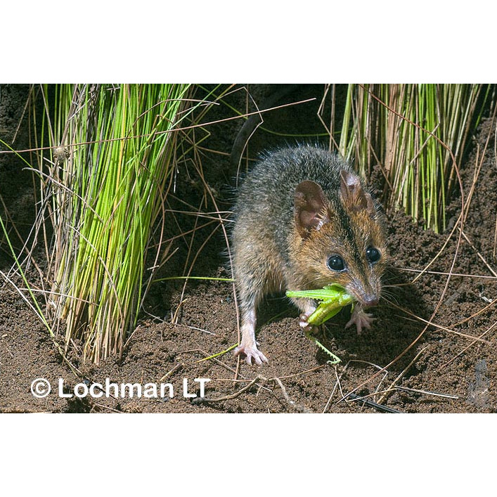 Краснощёкая сумчатая мышь (Sminthopsis virginiae) Фото №5