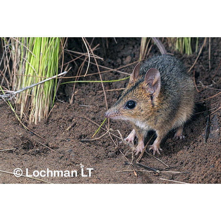 Краснощёкая сумчатая мышь (Sminthopsis virginiae) Фото №7
