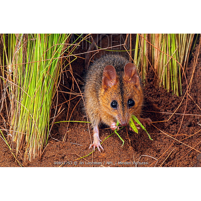 Краснощёкая сумчатая мышь (Sminthopsis virginiae) Фото №8