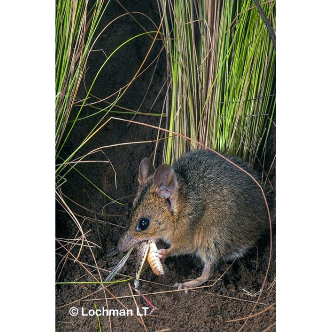 Краснощёкая сумчатая мышь (Sminthopsis virginiae) Фото №9