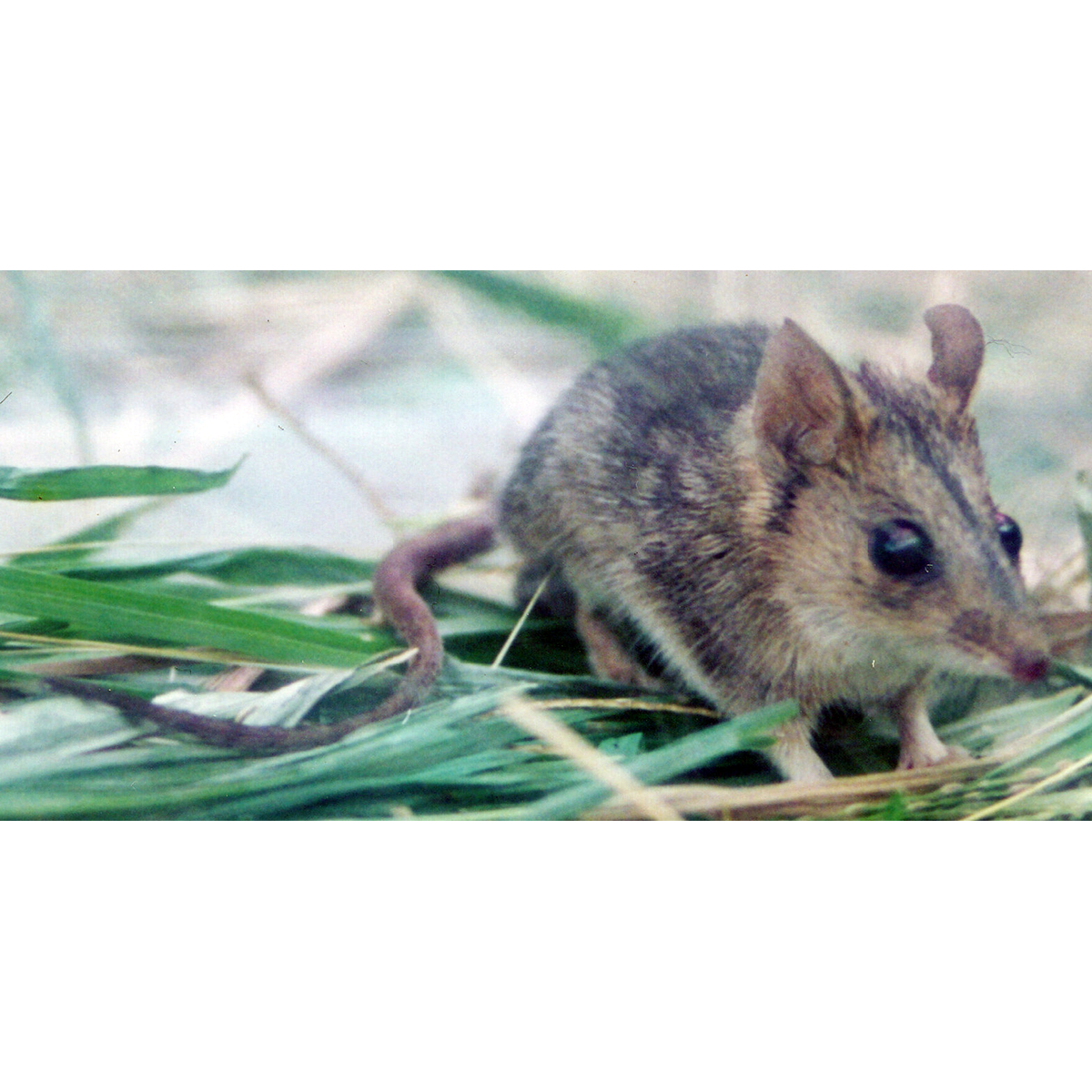 Краснощёкая сумчатая мышь (Sminthopsis virginiae) Фото №1