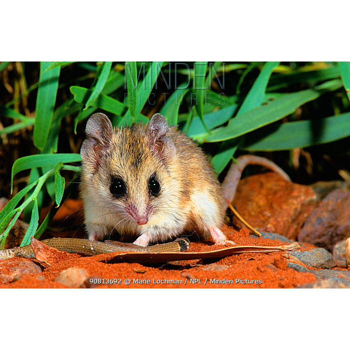 Сумчатая мышь Янгсона (Sminthopsis youngsoni) Фото №10