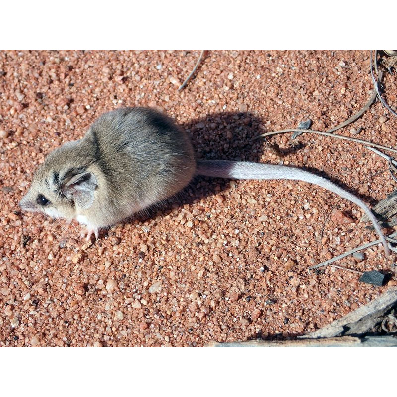 Сумчатая мышь Янгсона (Sminthopsis youngsoni) Фото №3