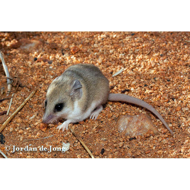 Сумчатая мышь Янгсона (Sminthopsis youngsoni) Фото №4