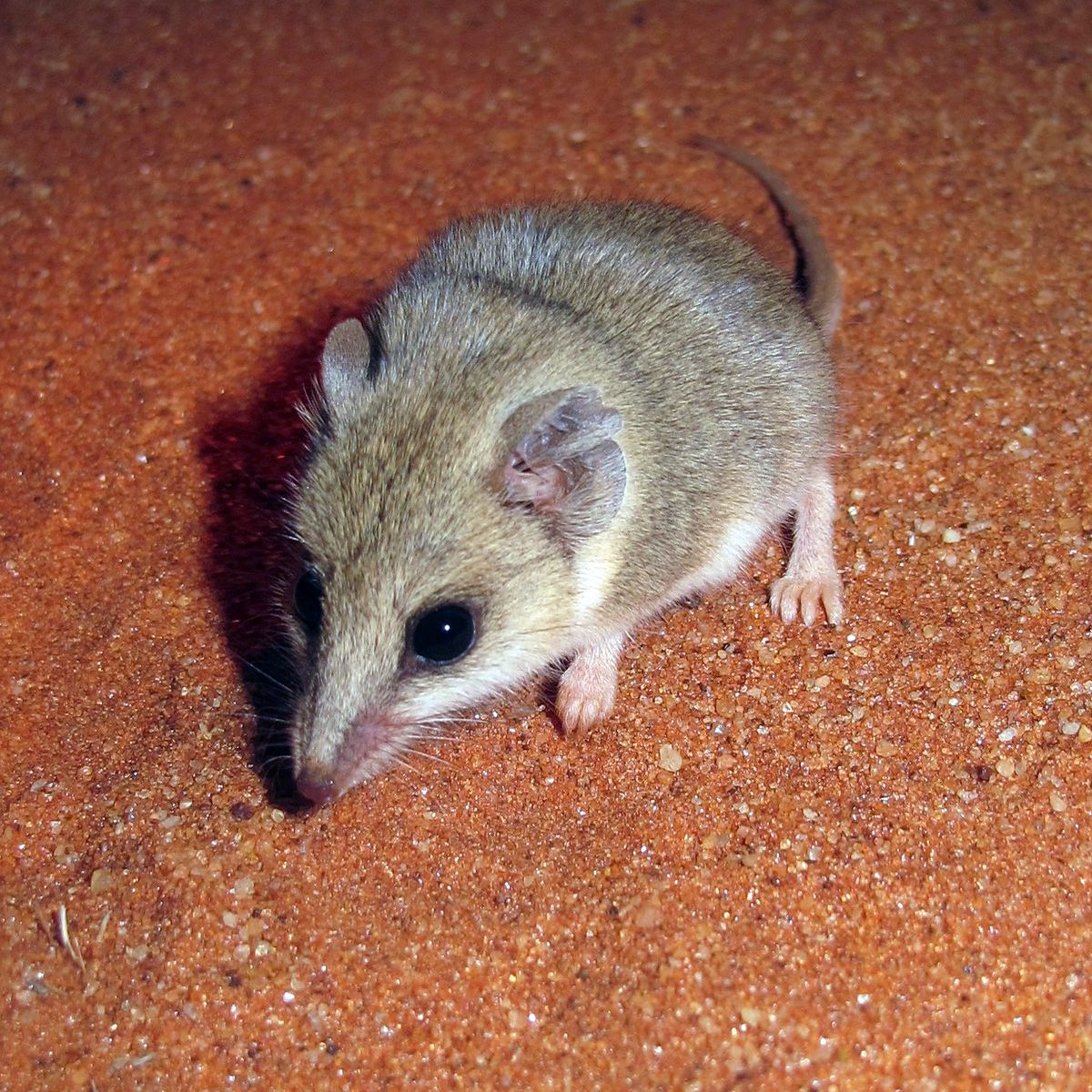 Сумчатая мышь Янгсона (Sminthopsis youngsoni) Фото №5