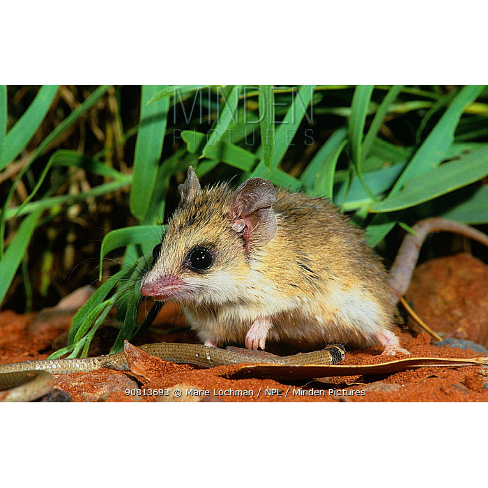 Сумчатая мышь Янгсона (Sminthopsis youngsoni) Фото №6