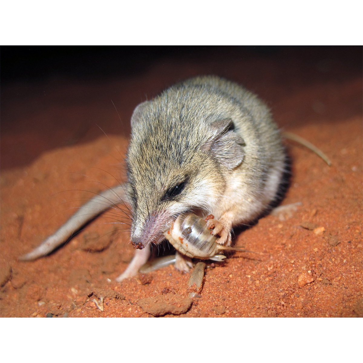Сумчатая мышь Янгсона (Sminthopsis youngsoni) Фото №8