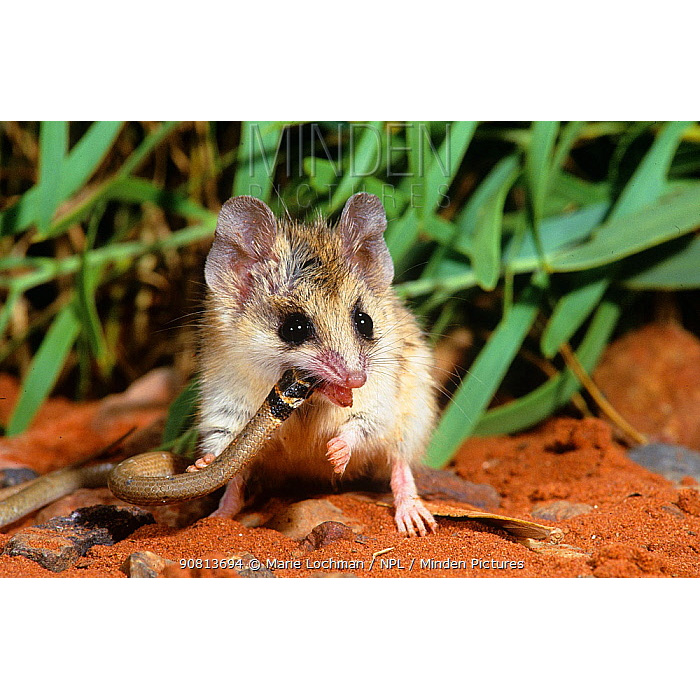 Сумчатая мышь Янгсона (Sminthopsis youngsoni) Фото №9