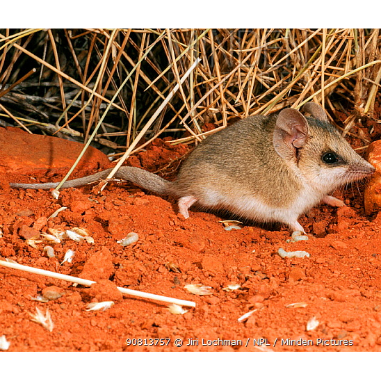 Сумчатая мышь Янгсона (Sminthopsis youngsoni) Фото №1