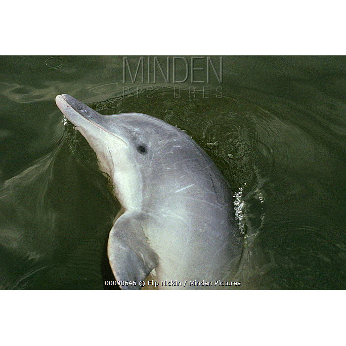 Белый дельфин (Sotalia fluviatilis) Фото №10
