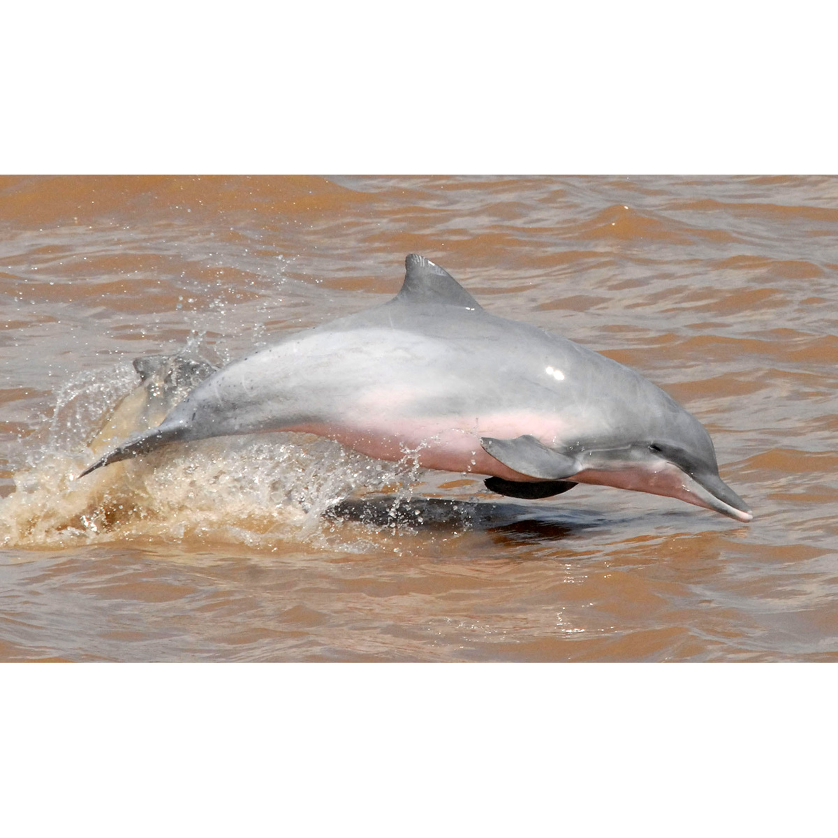 Белый дельфин (Sotalia fluviatilis) Фото №4