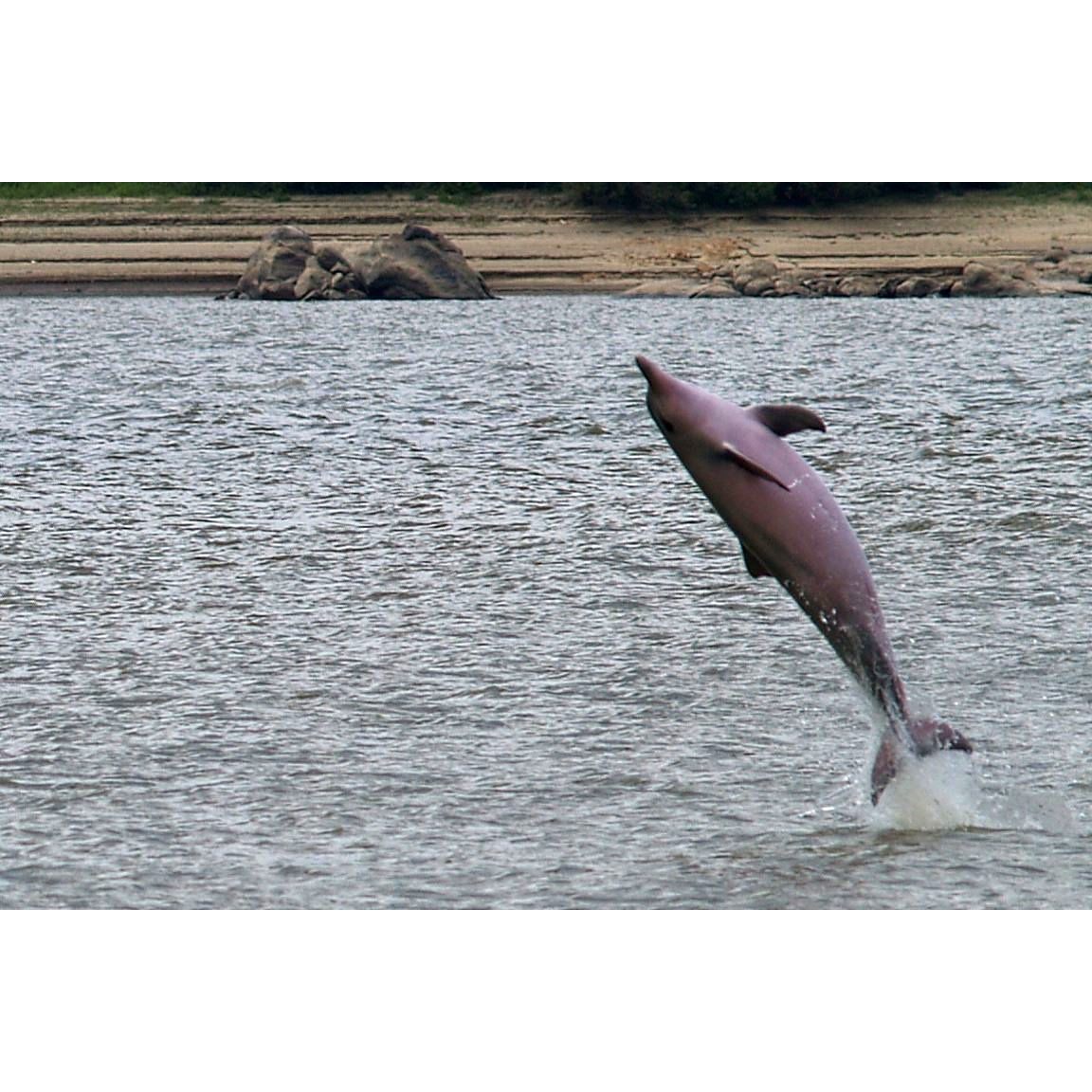 Белый дельфин (Sotalia fluviatilis) Фото №7