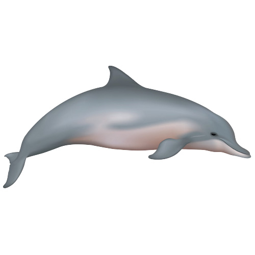 Белый дельфин (Sotalia fluviatilis) Фото №1