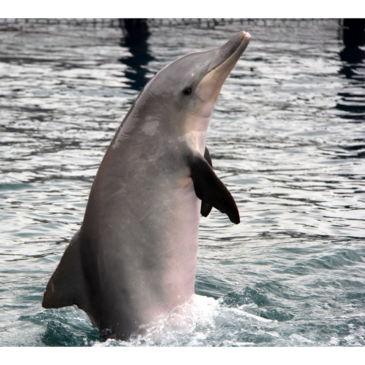 Гвианский дельфин (Sotalia guianensis) Фото №10