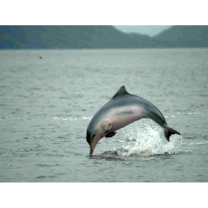 Гвианский дельфин (Sotalia guianensis) Фото №2