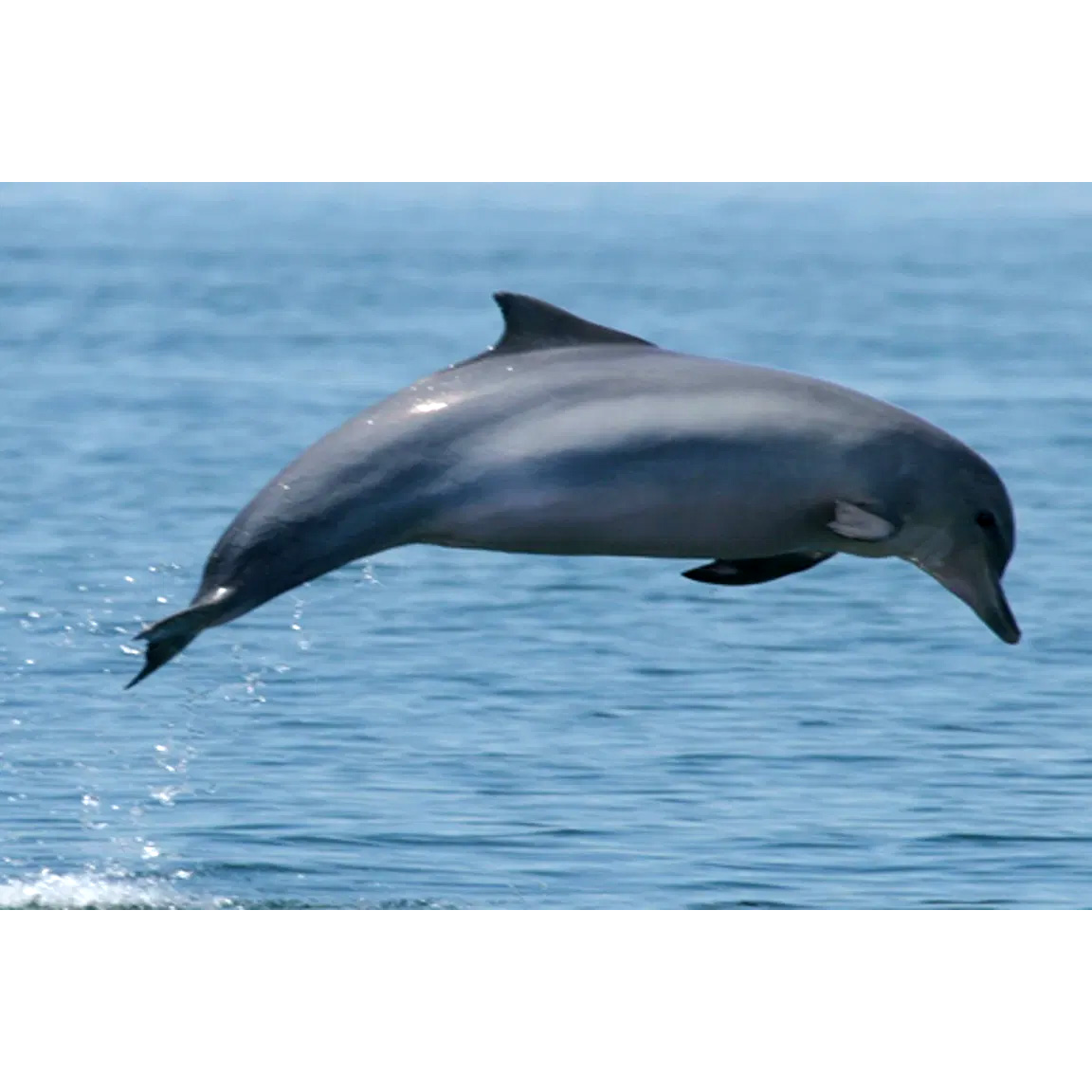 Гвианский дельфин (Sotalia guianensis) Фото №3