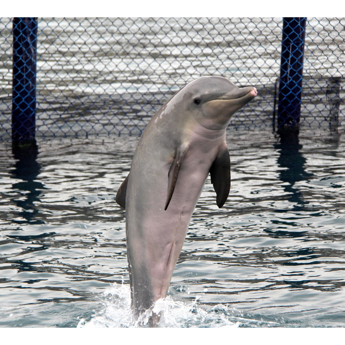 Гвианский дельфин (Sotalia guianensis) Фото №5