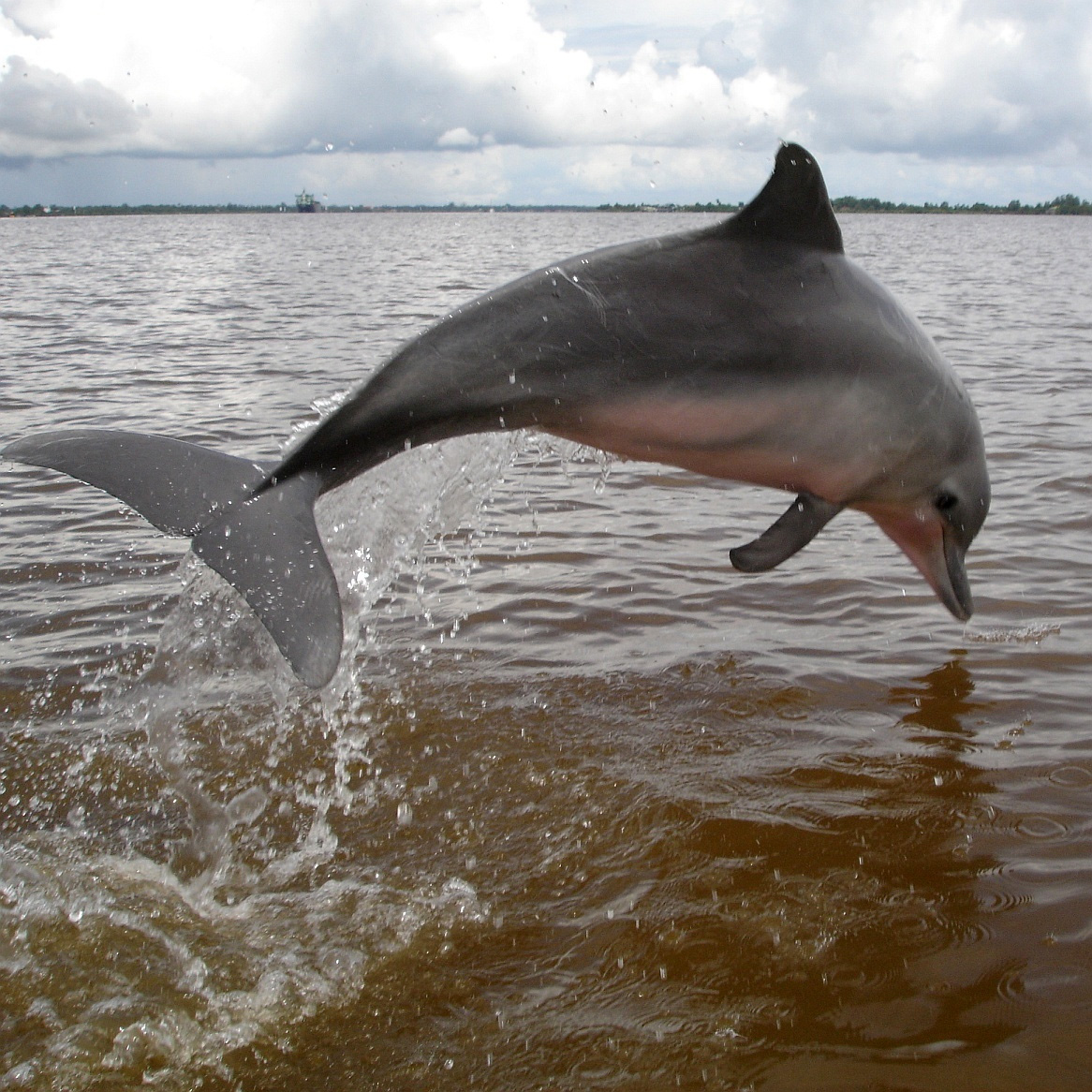 Гвианский дельфин (Sotalia guianensis) Фото №6