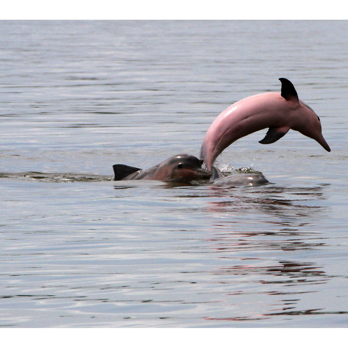 Гвианский дельфин (Sotalia guianensis) Фото №7
