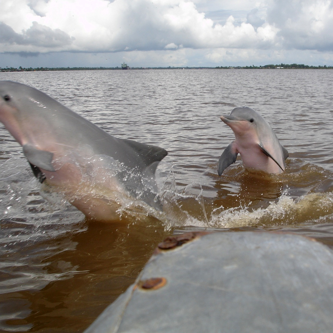 Гвианский дельфин (Sotalia guianensis) Фото №8
