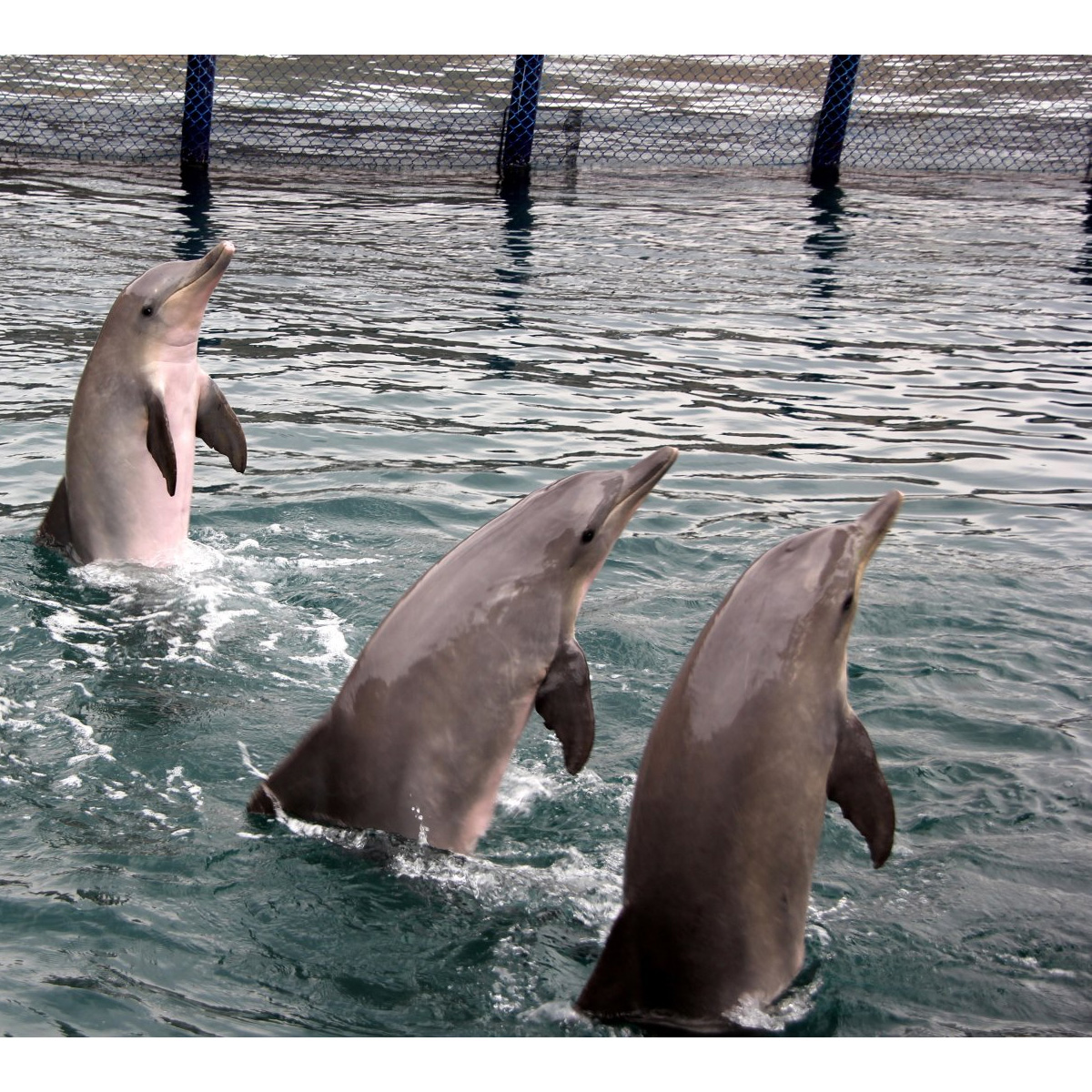 Гвианский дельфин (Sotalia guianensis) Фото №9