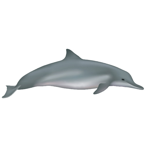 Гвианский дельфин (Sotalia guianensis) Фото №1