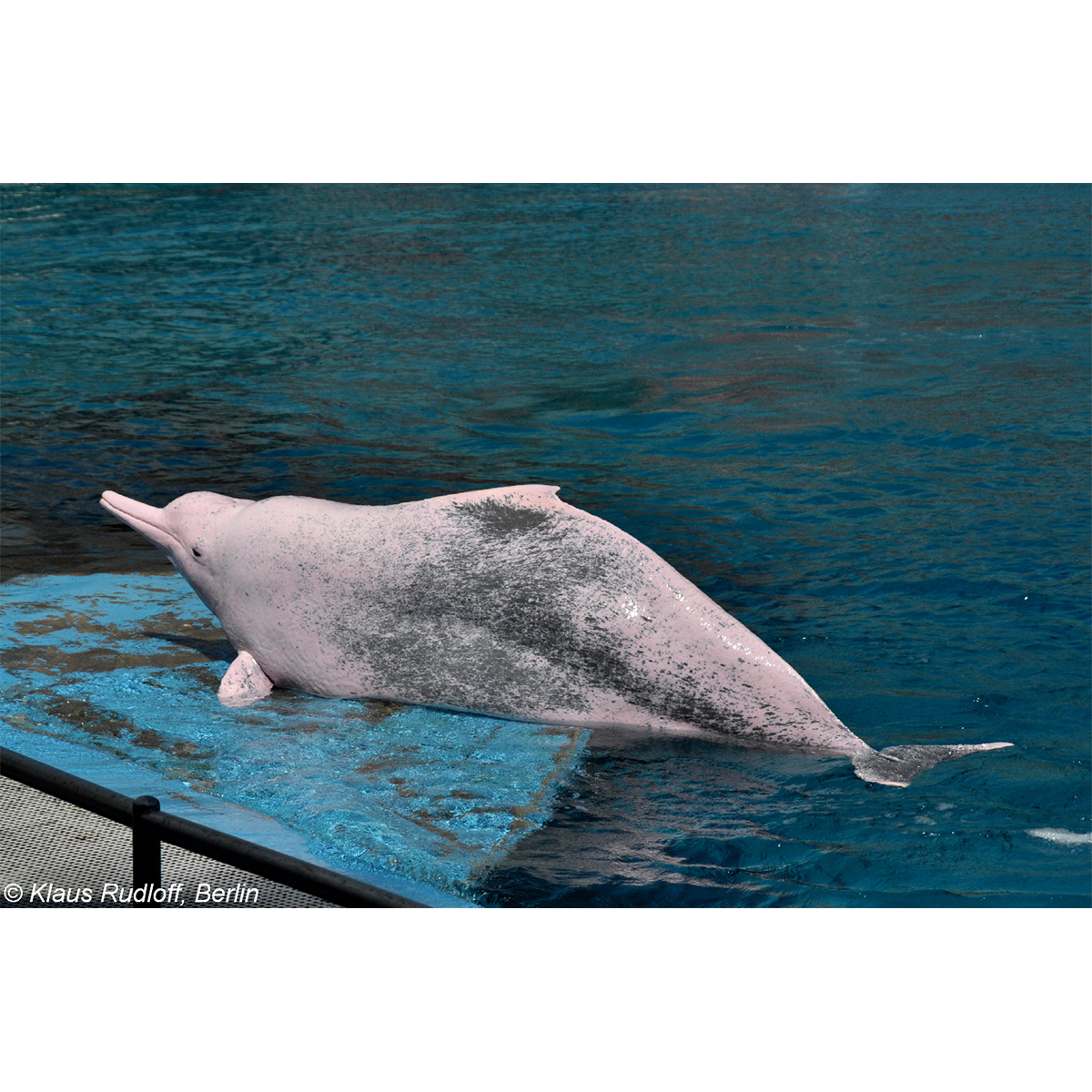 Китайский дельфин (Sousa chinensis) Фото №2