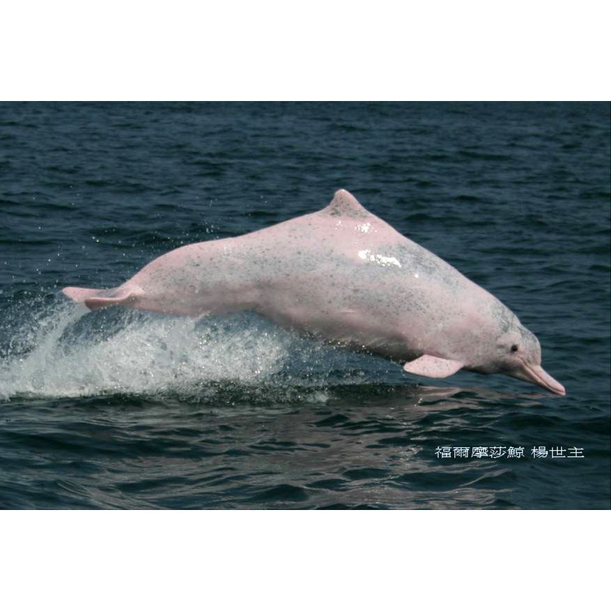 Китайский дельфин (Sousa chinensis) Фото №3