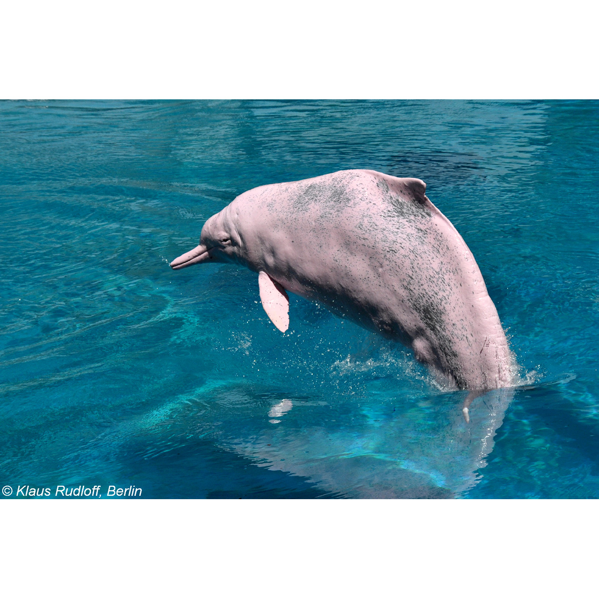 Китайский дельфин (Sousa chinensis) Фото №6