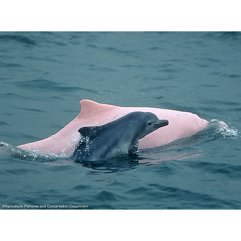 Китайский дельфин (Sousa chinensis) Фото №8