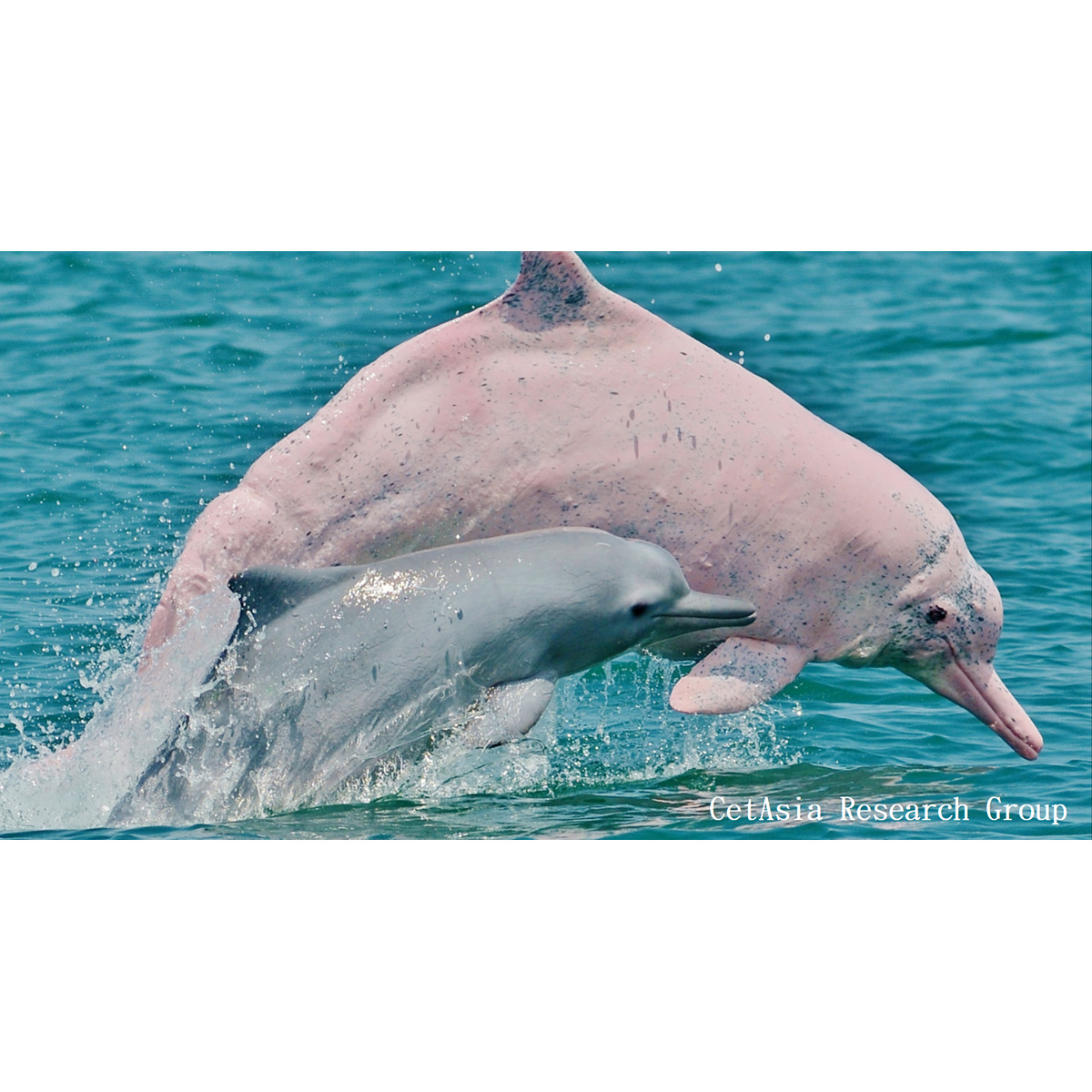 Китайский дельфин (Sousa chinensis) Фото №9